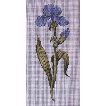 #187 Spring Iris Image